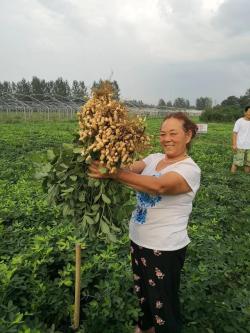 微博：2024年澳門今晚開獎號碼-國內新花生米經過一周的震蕩調整，目前行情逐漸止跌企穩！